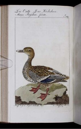 Die Ente. S. 149