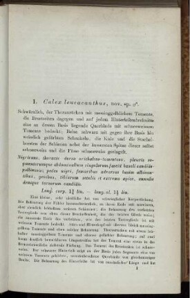 1. Culex leuccanthus, nov. sp. [bis] 50. Oxycera notata, nov. sp.