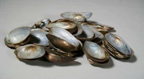 Mussel shells