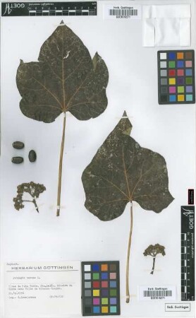 Jatropha curcas L.