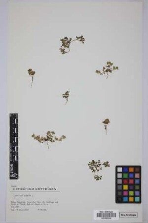 Trifolium scabrum L.