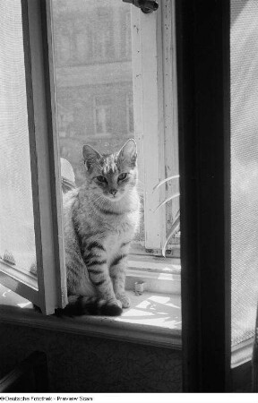 Eine auf einem Fensterbrett sitzende Katze