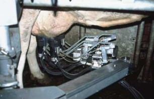 Fotografie: Melktechnik, Automatisches Melksystem (AMS)