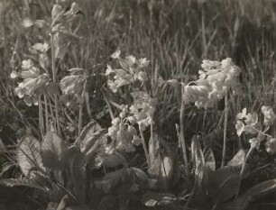 Echte Schlüsselblume (Primula veris) im Sattelberggebiet