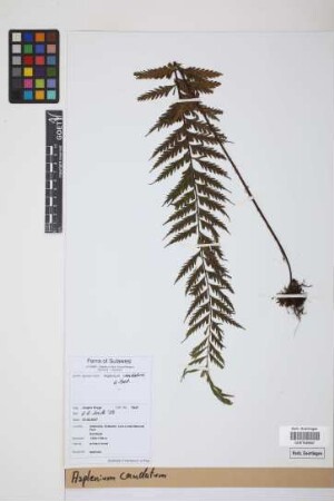 Asplenium caudatum G.Forst.