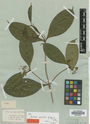 Faramea pendula Poepp. & Endl. [isotype]