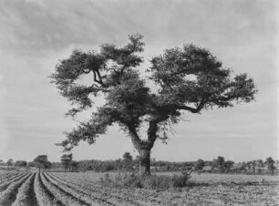 Bridgehampton (New York), Amerikanischer Zürgelbaum