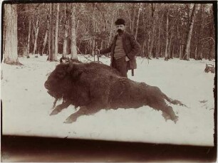 Bison bonasus (Linnaeus, 1758)
