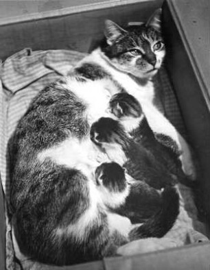 Katze : Tiere. Säugende Katze mit drei Jungen