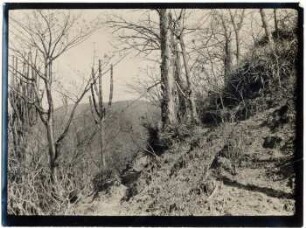 Trockenwald des Gran Chaco bei Palo Marcado
