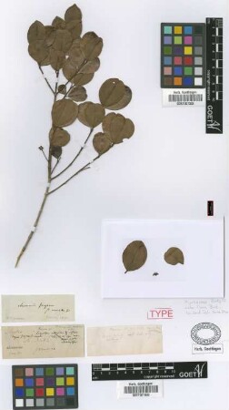 Anamomis fragrans (Sw.) Griseb. var. Griseb. cuneata