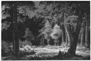 Waldweg