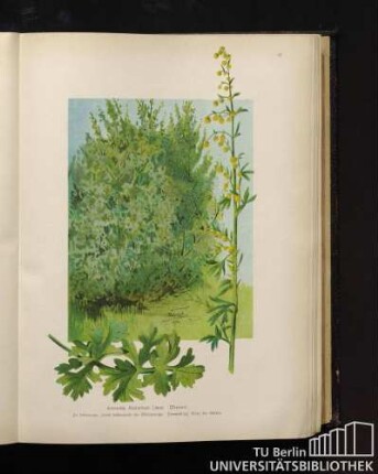 Artemisia Absinthum Linné. Wermut.