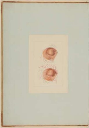 Nerven und Arterien der Augenlider [Vorzeichnung zu Samuel Thomas Soemmerring, Abbildungen des menschlichen Auges, Frankfurt am Main 1801, Tafel II ("schattierte" Darstellung), Fig. 2 und Fig. 3]
