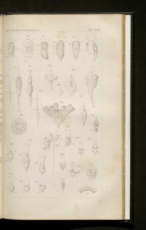 Tafel XLVIII.