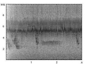 Feldschwirl | Locustella naevia - Gesang