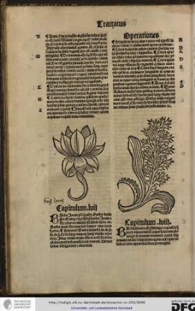 Barba Iovis, Ysidous libro ethymologiarum Barba Iovis ipsa est semper viva...
