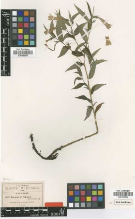 Macromeria pringlei Greenm. [type]
