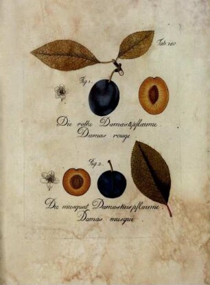 Tab. 180. Fig. 1. Die rothe Damaskpflaume [...] Fig. 2. Die musquat Damaskuspflaume [...]
