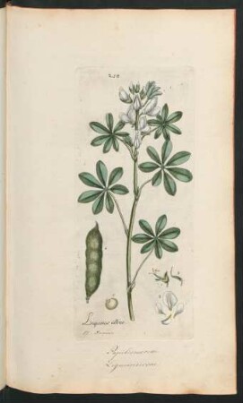 258. Lupinus albus
