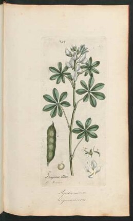 258. Lupinus albus