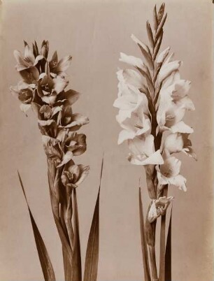 Gladiole