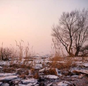 Elblandschaft bei Wittenberge : Elbauenlandschaft bei Wittenberge im Winter