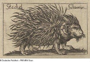 Stachelschwein