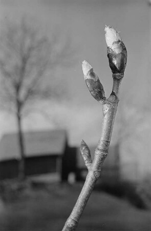 Fotomontage mit Kastanienknospen und einer Dorfansicht