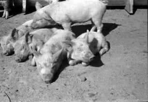 Assan Aga: Schweinezucht (Pressefahrt zur Besichtigung landwirtschaftlicher Betriebe im Bezirk Vlasca)