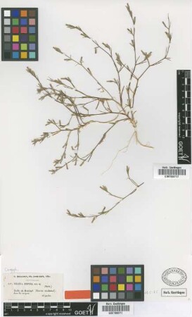 Velezia hispida Boiss. [type]