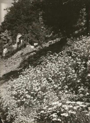 Dresden. Schloss Eckberg. Blumenanlage am Elbhang
