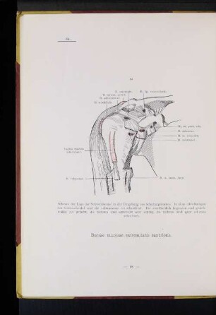 Bursae mucosae extremitatis superioris.