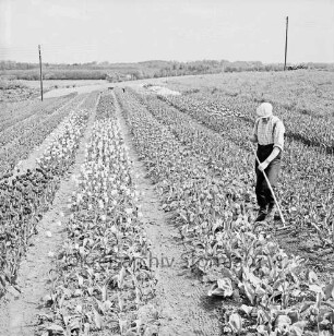 Wolkenweher Dorfstraße: Gärtnerei Adam: Person auf Feld mit blühenden Tulpen