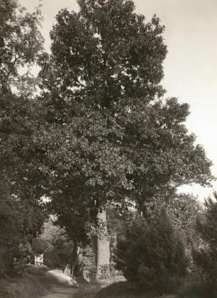Tharandt. Forstgarten. Edelkastanie (Castanea sativa)