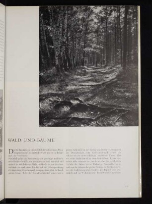 Wald und Bäume