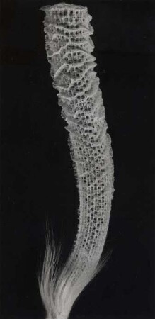 Euplectella oweni Marshall, Schwamm, Sagami Bay, Japan