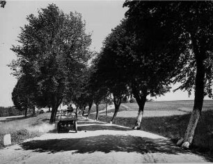 Mark Brandenburg. Ein Fuhrwerk auf der, mit Bäumen gesäumten, Landstraße nach Zielenzig (heute Sulęcin/ Polen)