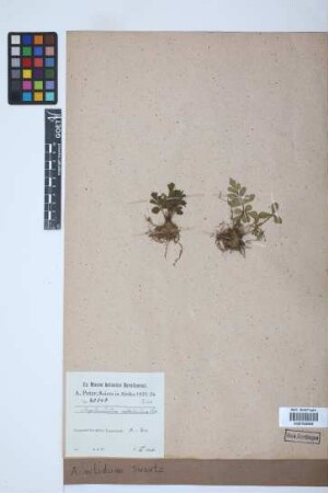 Asplenium nitidum