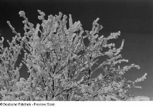 Baum mit Raureif