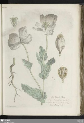 Le Pavot blanc