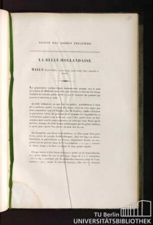 41. La Belle Hollandaise. Malus batavica, fructu magno, formâ eximiâ, luteo, autumnali et brumali.