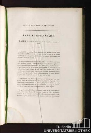 41. La Belle Hollandaise. Malus batavica, fructu magno, formâ eximiâ, luteo, autumnali et brumali.