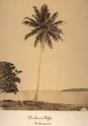 Am See von Teffé, Rio Amazonas
