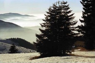 Schauinsland: Fernblick zur Etzenbacher Höhe mit Nebelabstufungen; Vordergrund Tannen