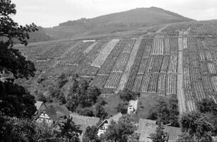 Varnhalt: Weinberge, unten Häuser