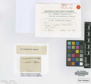 Jungermannia umbrosa Schrad. [isotype]