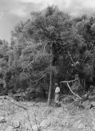 Karl Wien : Der Geograph Karl Wien (1906-1937) neben einem Baum am Waldrand