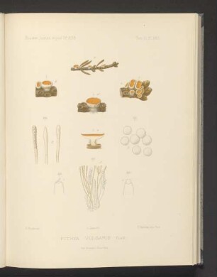 Pithya Vulgaris