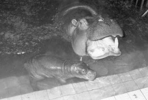 Nachwuchs bei den Nilpferden im Karlsruher Zoo